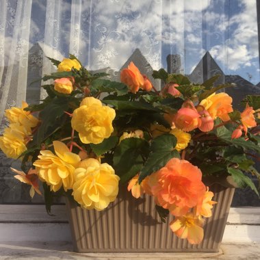 Begonia Super Cascade 'Apricot Shades'