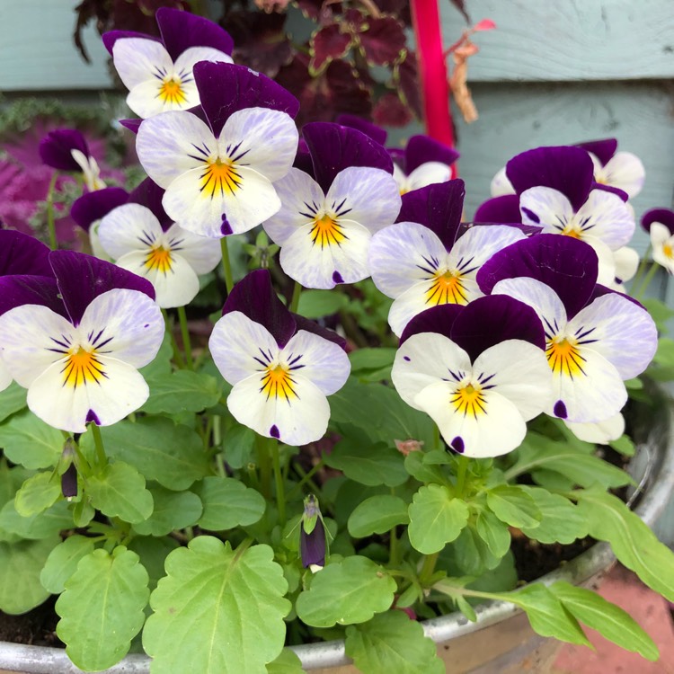 Plant image Viola F1 Penny 'Denim Jump Up'