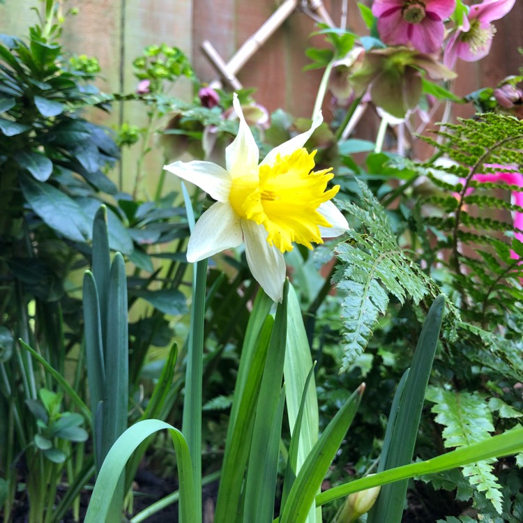 Plant image Narcissus lobularis