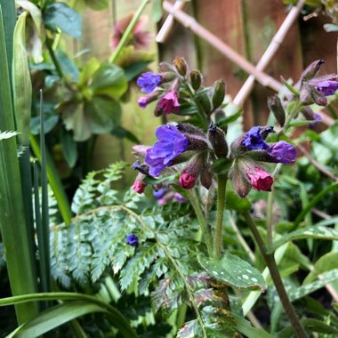 Pulmonaria 'Victorian Brooch'