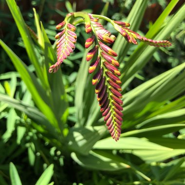 Montbretia 'Lucifer'