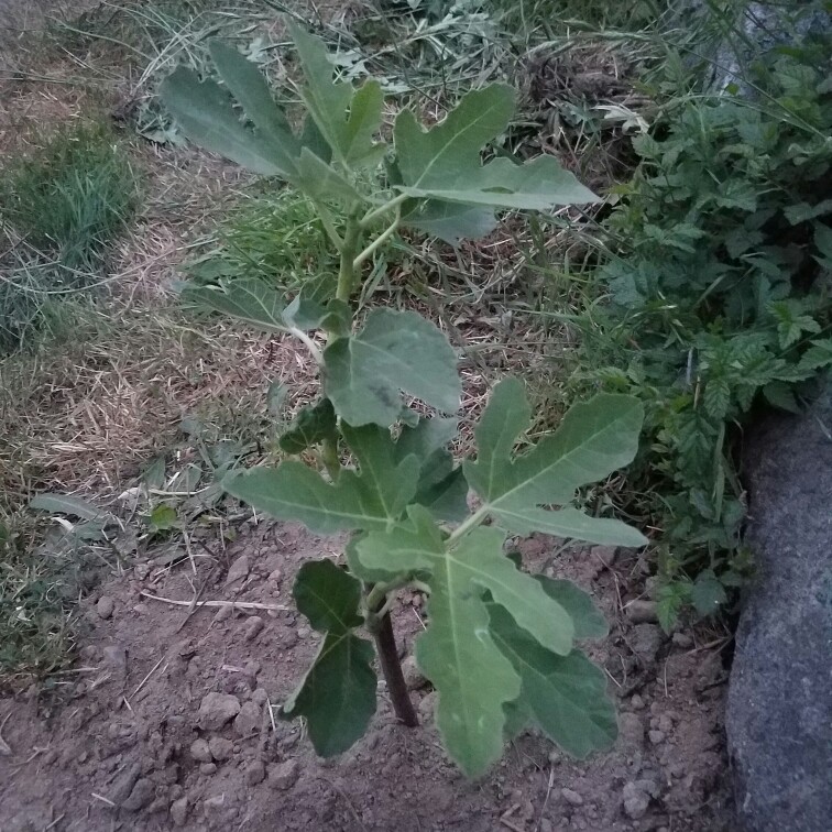 Plant image Ficus carica 'Desert King'