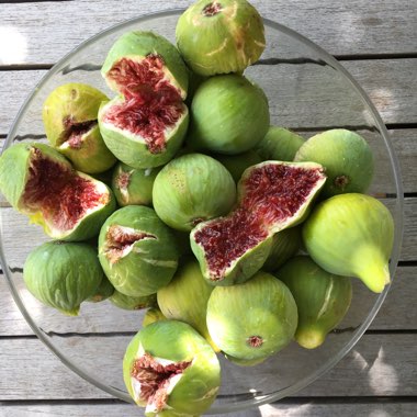 Fig