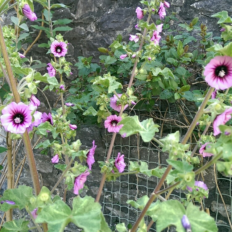 Plant image Malva sylvestris