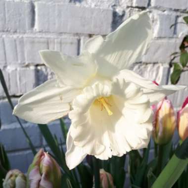 Daffodil 'Mount Hood' (Trumpet)