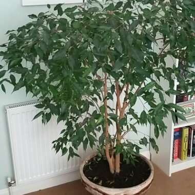 Ficus benjamina