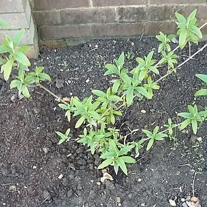 Plant image Buddleja davidii 'Royal Red'