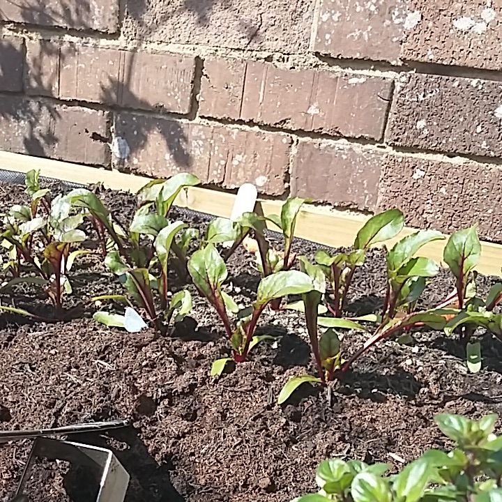 Plant image Beta Vulgaris