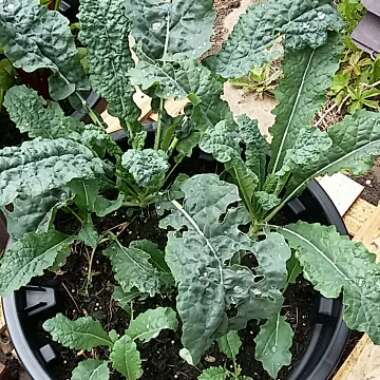 Brassica oleracea (Acephala Group) 'Nero di Toscana'