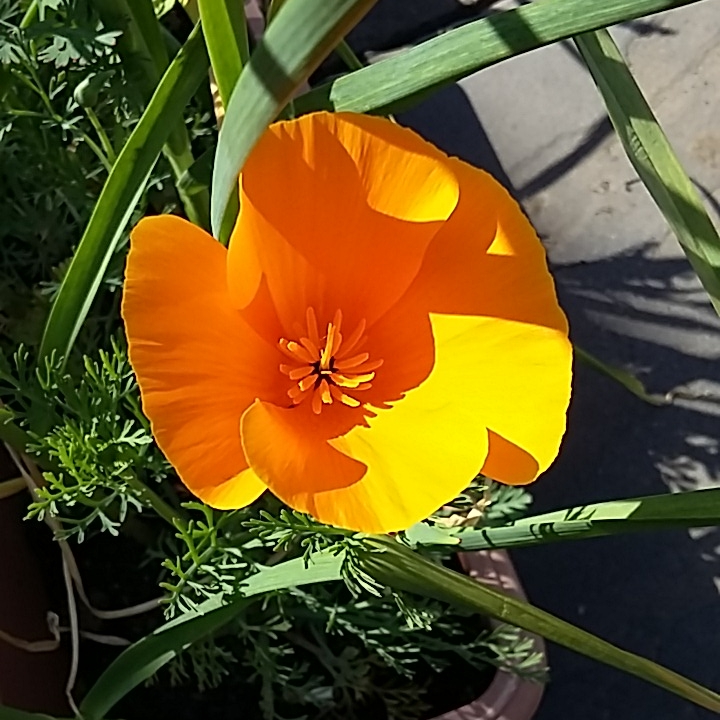 Plant image Eschscholzia californica 'Orange King'