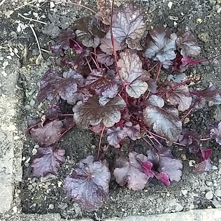 Plant image Heuchera 'Liquorice'