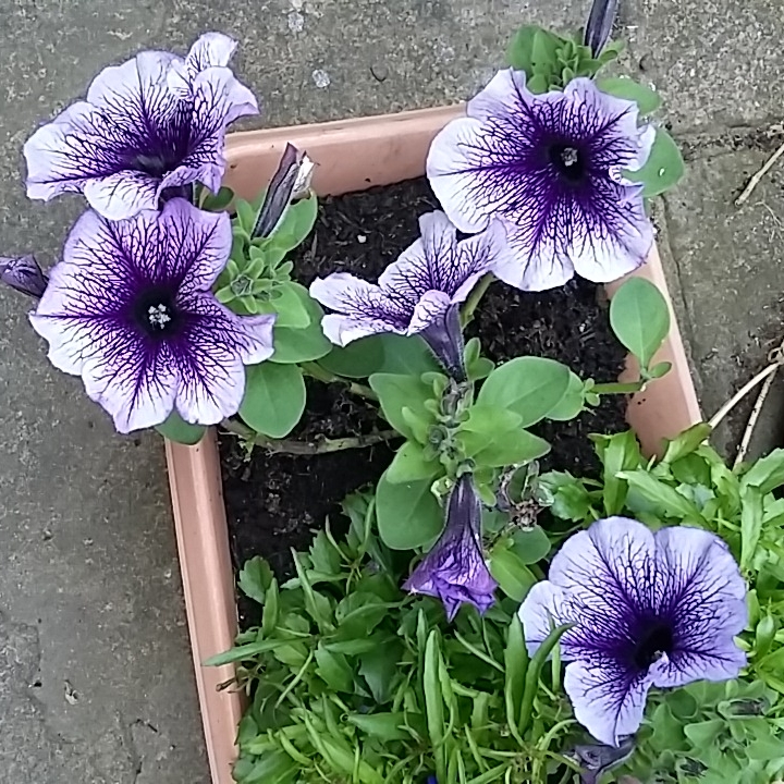 Plant image Petunia Surfinia 'Blue Vein'