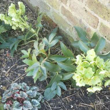 Helleborus argutifolius 'Silver Lace'