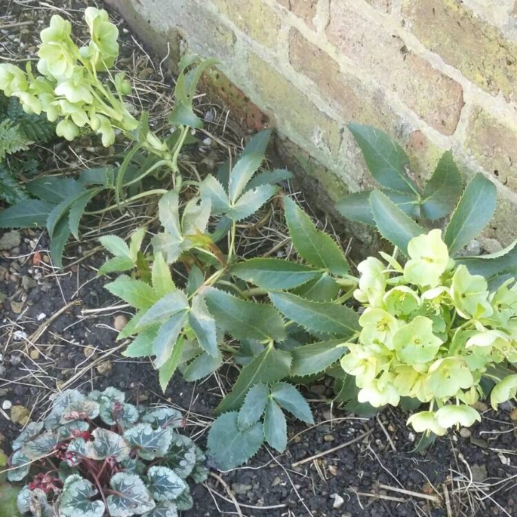 Plant image Helleborus argutifolius 'Silver Lace'