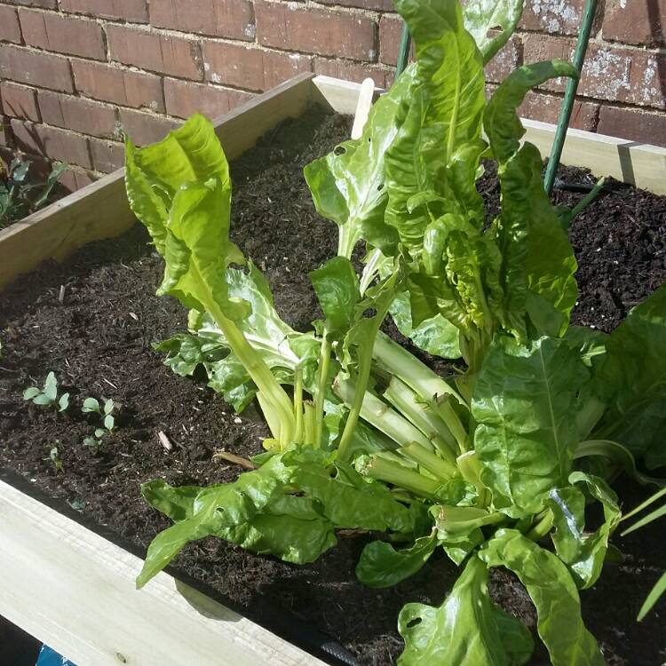 Plant image Beta Vulgaris var Cicla