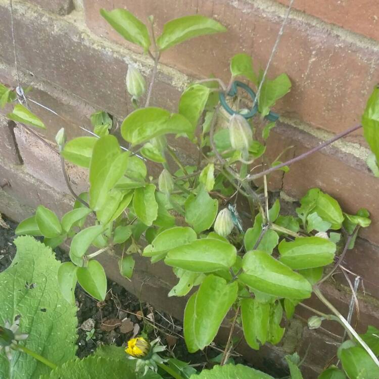 Plant image Clematis 'Mrs N Thompson'