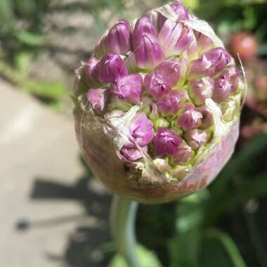 Allium hollandicum 'Purple Sensation' syn. Allium 'Purple Sensation', Allium aflatunense 'Purple Sensation'