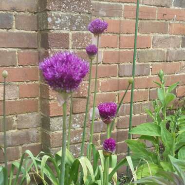 Allium hollandicum 'Purple Sensation' syn. Allium 'Purple Sensation', Allium aflatunense 'Purple Sensation'