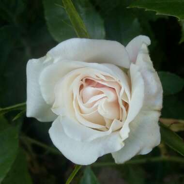 Rosa 'Korbin' syn. Rosa 'Iceberg', Rosa 'Fee des Neiges', Rosa 'Schneewittchen'