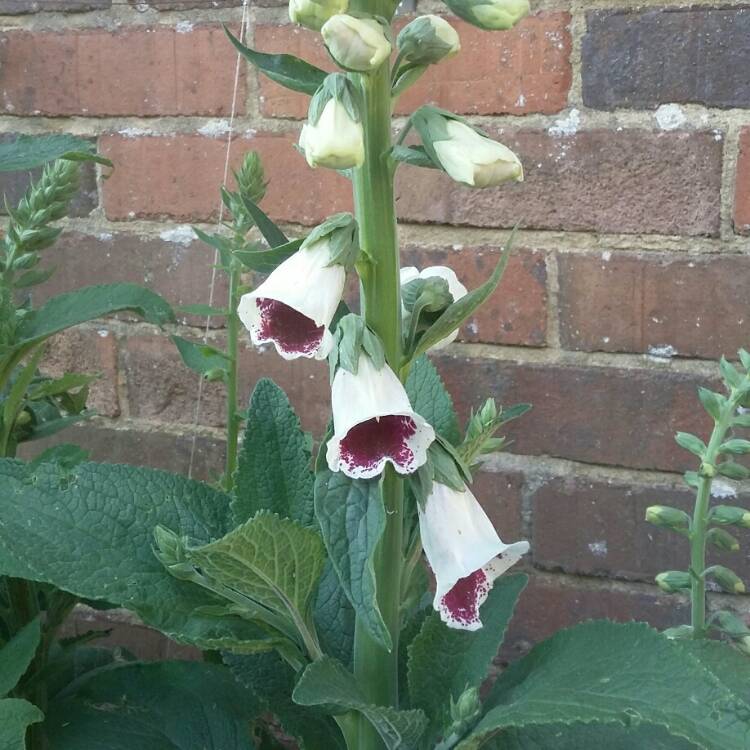 Plant image Digitalis purpurea 'Pam's Choice'