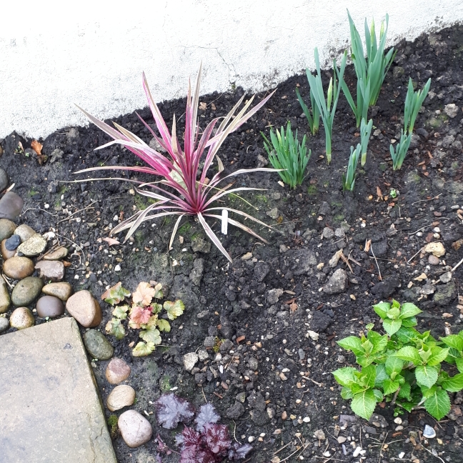 Plant image Cordyline australis 'Pink Passion'