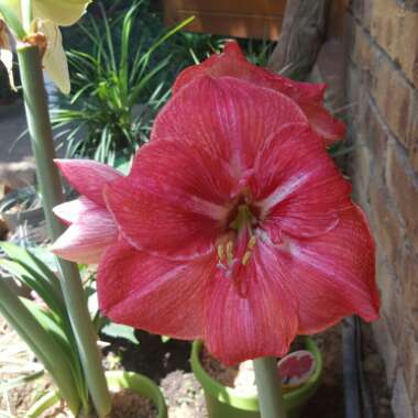 Hippeastrum 'Candy Floss'