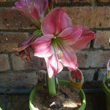 Hippeastrum 'Candy Floss'