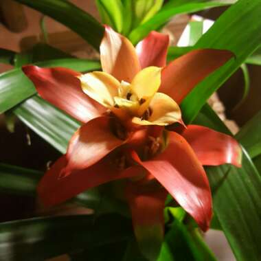 Bromeliad