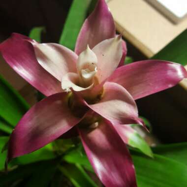 Bromeliad