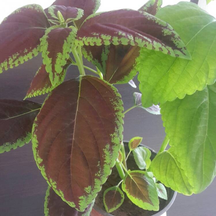 Plant image Solenostemon scutellarioides 'Chocolate Mint'