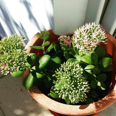 Sedum Spectabile