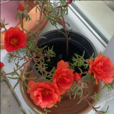 Portulaca grandiflora 'Red'