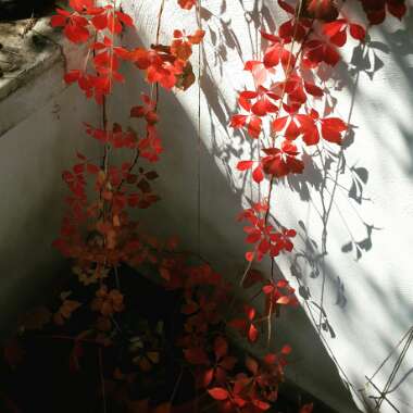 Parthenocissus quinquefolia syn. Ampelopsis hederacea ; Ampelopsis quinquefolia