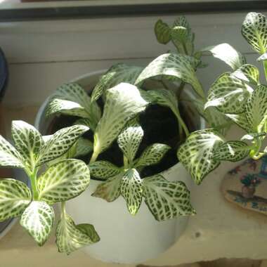 Fittonia argyroneura 'White Anne'