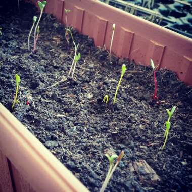 Beta vulgaris subsp. cicla var. flavescens 'Bright Lights'