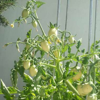 Solanum Lycopersicum 'Thai Pink Egg'