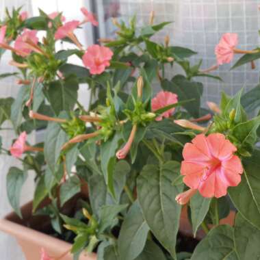 Mirabilis jalapa