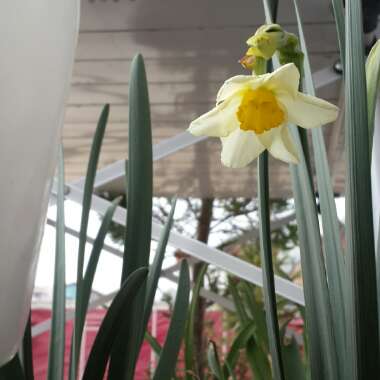 Narcissus 'British Gamble'