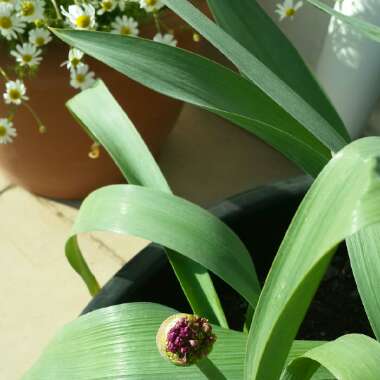 Allium hollandicum 'Purple Sensation' syn. Allium 'Purple Sensation', Allium aflatunense 'Purple Sensation'