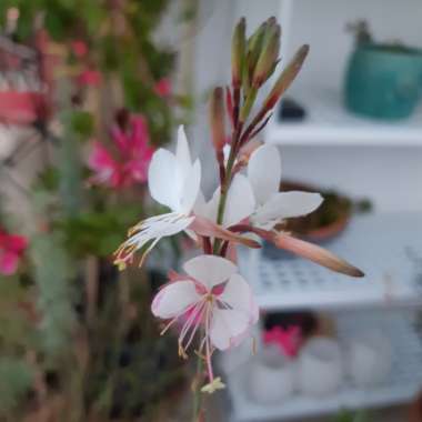 Oenothera lindheimeri 'Sparkle White' syn. Gaura lindheimeri 'Sparkle White'