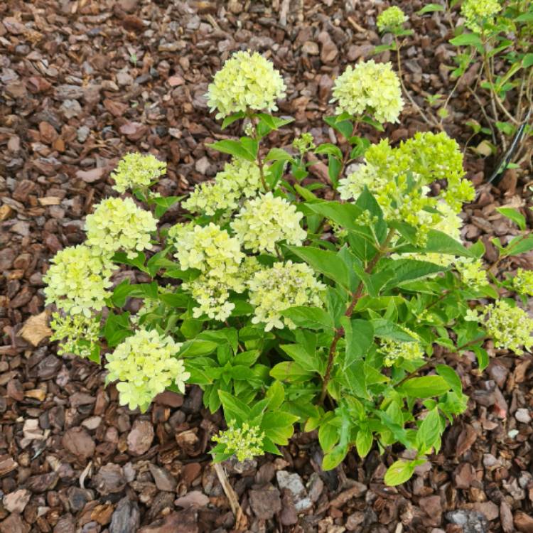 Plant image Hydrangea paniculata 'Jane' syn. Hydrangea paniculata 'Little Lime'