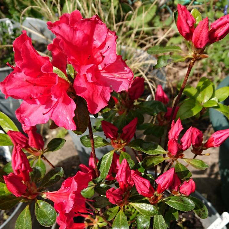 Plant image Rhododendron (Aronense Group) 'Kazuko' syn. Rhododendron 'Geisha Red'