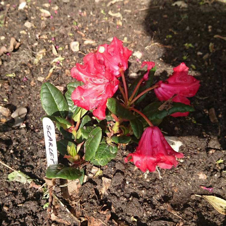 Plant image Rhododendron repens 'Bengal'