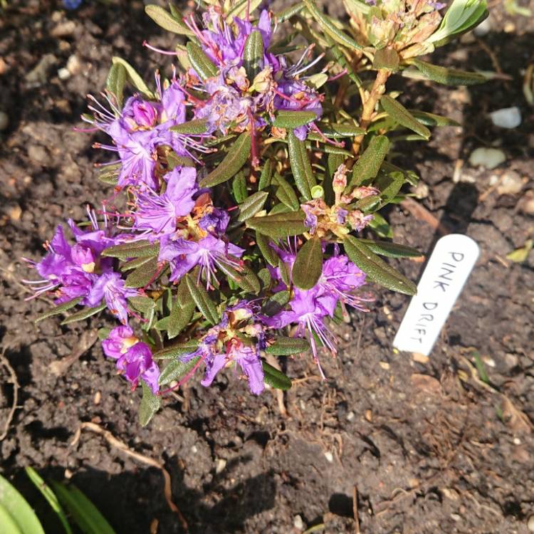 Plant image Rhododendron Fastigiatum 'Blue Steel'