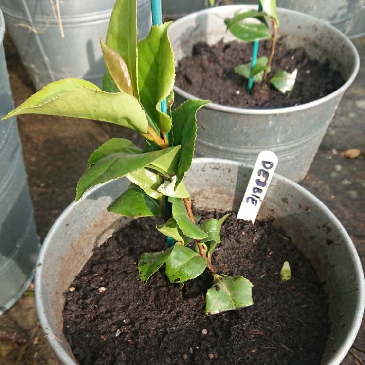 Plant image Camellia x williamsii 'Debbie'