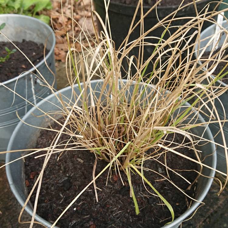 Plant image Pennisetum messiacum 'Red Buttons'