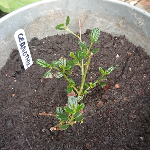 Plant image Ceanothus thyrsiflorus var. repens syn. Ceanothus repens