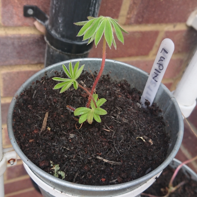 Plant image Lupinus 'Minarette' 