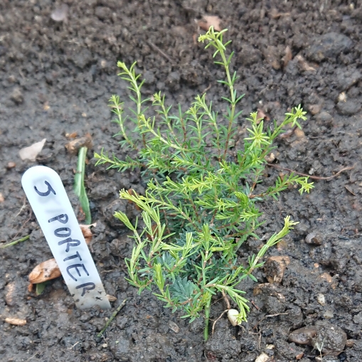 Plant image Erica x darleyensis 'Jenny Porter'