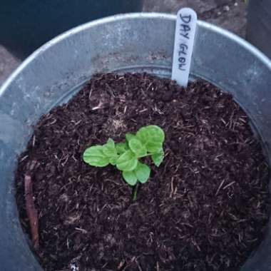 Salvia 'Dayglow'